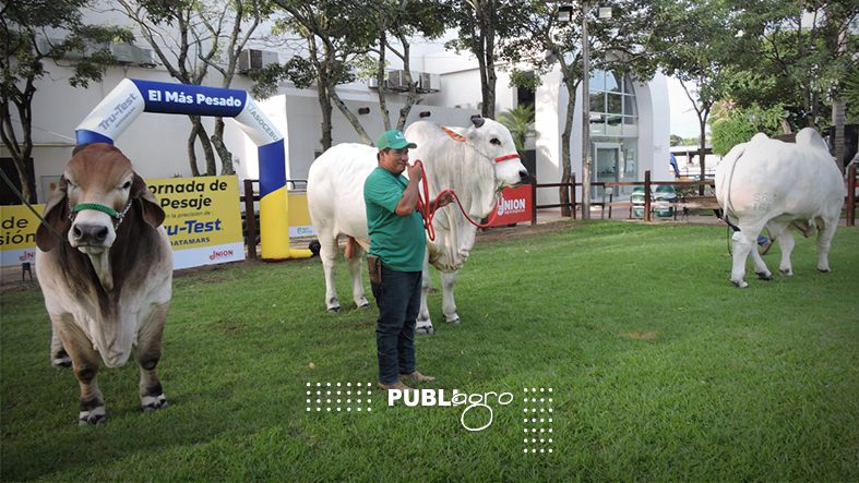 Galería de fotos EL ANIMAL MÁS PESADO DE LA RAZA NELORE EN LA