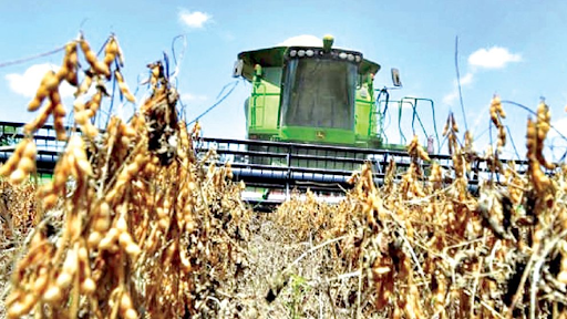 La sequía impacta en la producción de soya en Yacuiba Publiagro