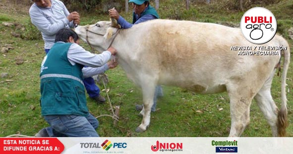 El Senasag implementa campaña de vacunación contra la brucelosis bovina