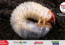 Gusano blanco y bicho bolita. Los enemigos invisibles en el suelo