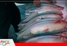 Producir abundante pescado es la meta de la Asociación Piscícola de Baures