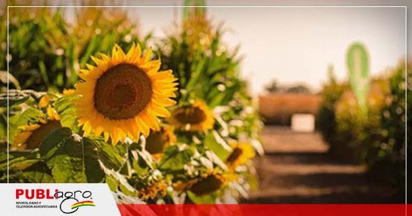 El girasol se prepara para tener su año más dinámico en el mercado -  Publiagro