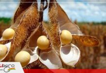 CANIOB propone mejorar la productividad de la soya con biotecnología y menos restricciones a la exportación