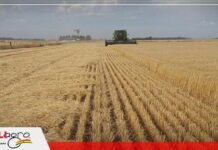 Brasil lanza el Plan Nacional de Fertilizantes para reducir su dependencia