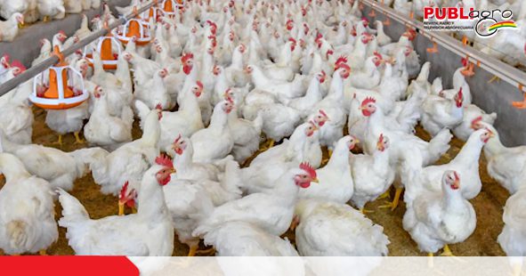 El buen manejo de los pollos en las granjas es esencial en la producción de  las aves - Publiagro