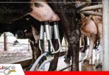 El déficit en la comercialización es un problema que afecta a los productores de leche del Beni