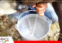 Productores de leche de Yapacaní comienzan de manera positiva el año con un incremento en su producción