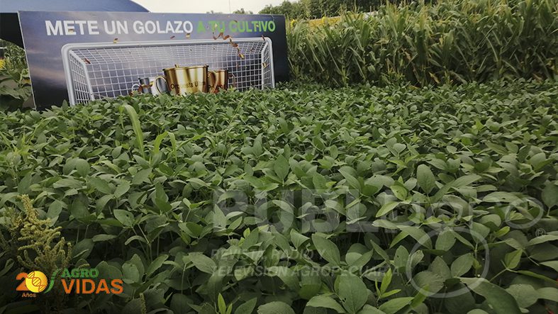 AGROVIDAS-INTERAGRO-10