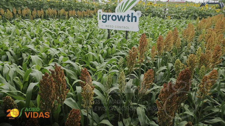 AGROVIDAS-INTERAGRO-3