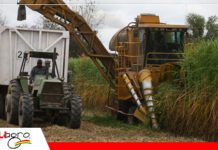 Sector cañero garantiza azúcar para el mercado interno en 2024 pero advierte baja en excedente para 2025