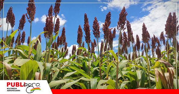 Gran cantidad de grano y materia verde ideal para ensilaje/ Foto: Publiagro