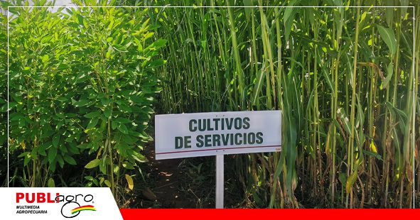 Los cultivos de servicios pueden aportar nutrición y sanidad al suelo/ Foto: Publiagro