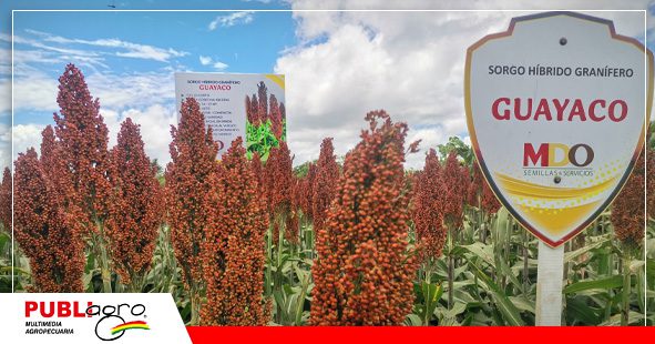 El sorgo estrella de MDO ¨Guayaco¨ / Foto: Publiagro