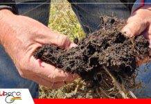 La química del suelo y su impacto en la nutrición vegetal: claves para una fertilización eficiente