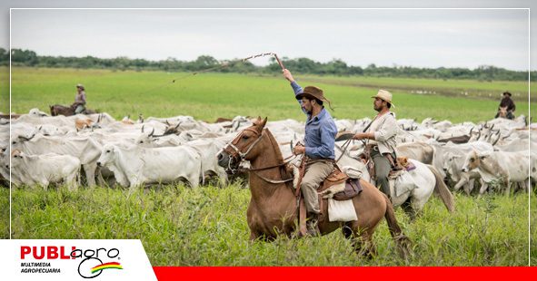 Los cerrados en el Beni, son lugares ideales para el ganado / Foto: Internet