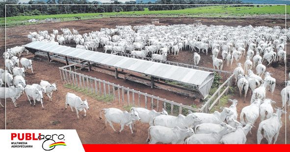 Una ganaderia en terminación antes del faeneo / Foto: Internet