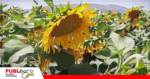 3 Cultivo de girasol en invierno/Foto: Publiagro