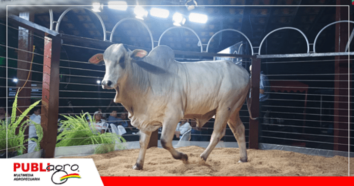 Foto: Publiagro