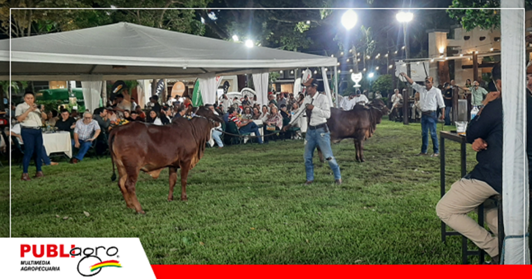 Uno de los 18 lotes que puso en oferta Cabaña La Isla en la Subasta Interactiva / Foto: Publiagro