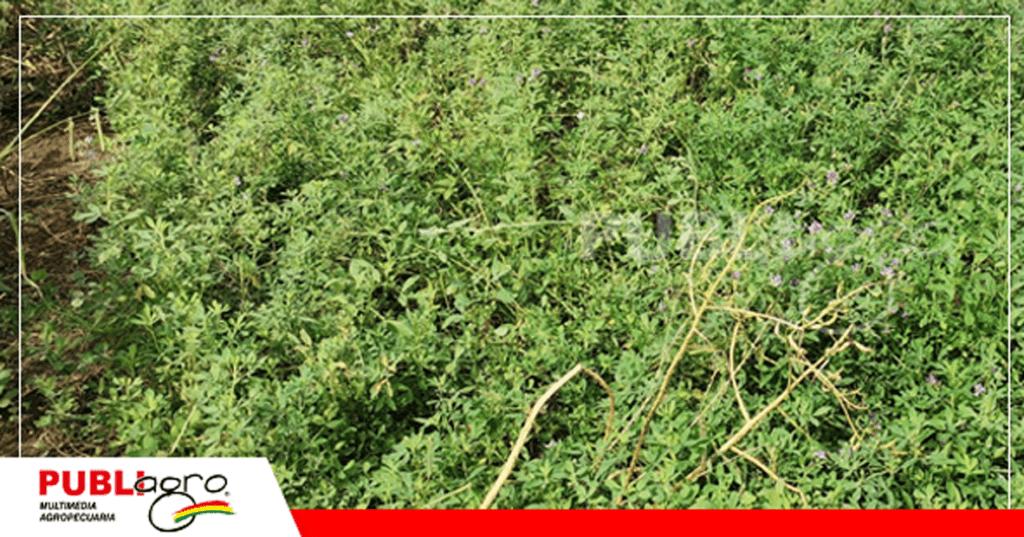 10 Es un recurso forrajero con alto nivel de proteína en hojas/ Foto: Publiagro