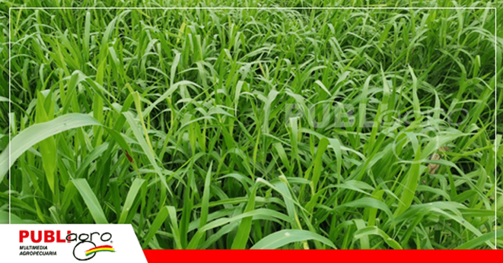11 Asociación de cultivos, brachiaria con leguminosas/Foto: Publiagro