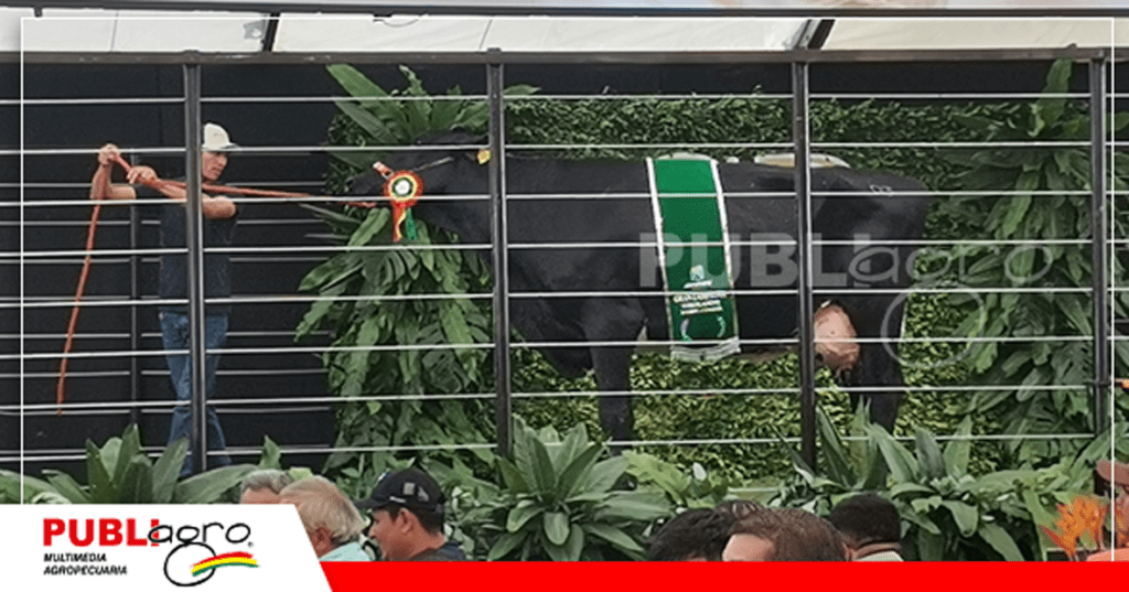 12 Animales campeones de pista y concurso lechero desfilaron como oferta a los compradores / Foto: Publiagro
