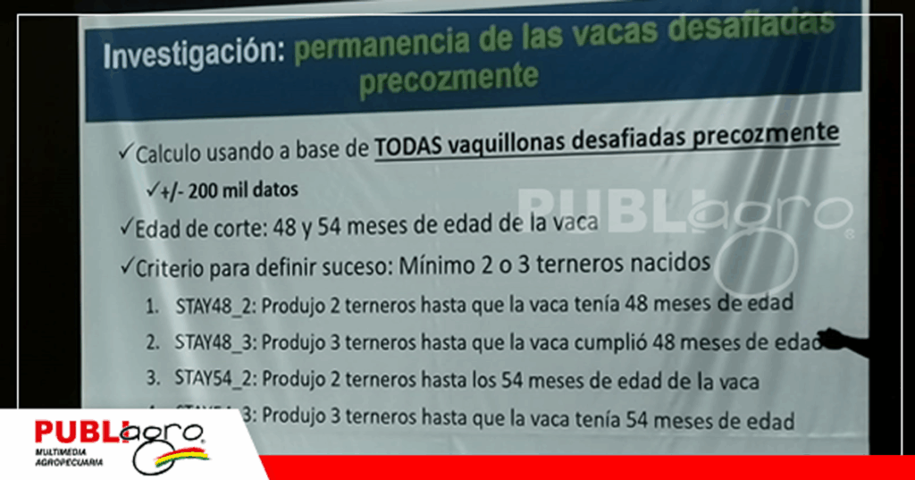 16 Vaquillonas desafiadas precozmente/ Foto: Publiagro
