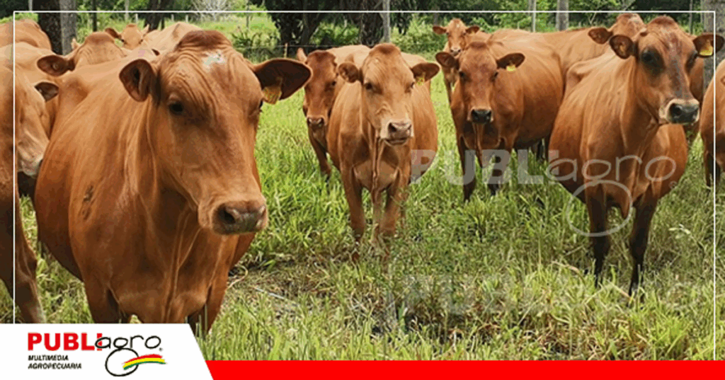2 Foto:Archivo Publiagro