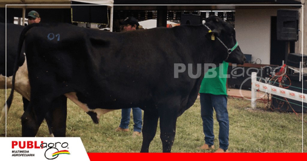 2 La calidad de animales controlados por Asocebu se vio en las pistas de la Exponorte / Foto: Publiagro