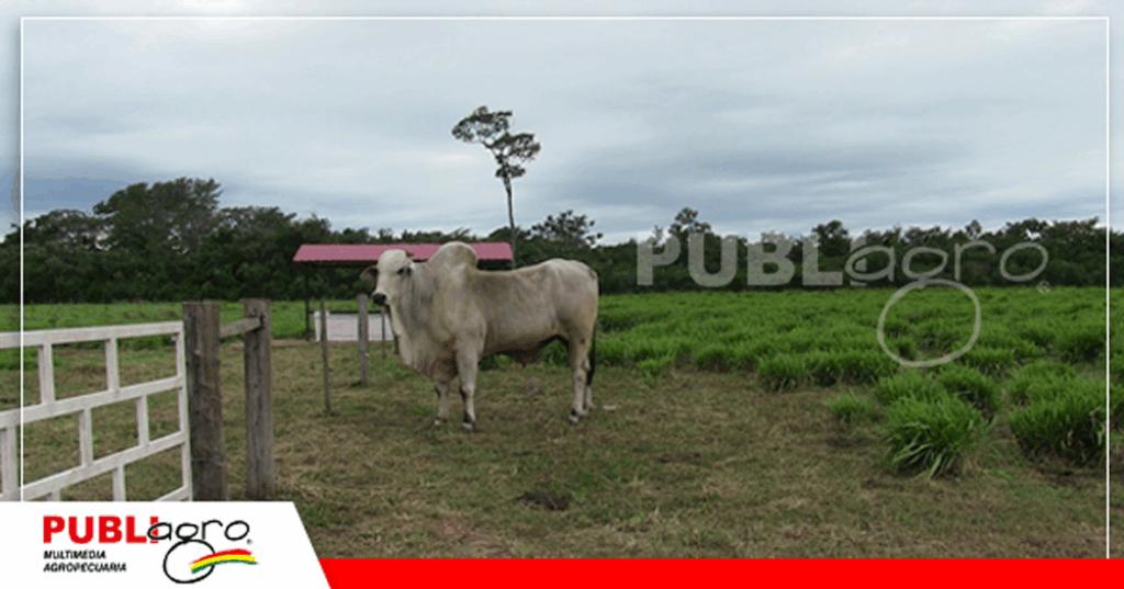 20 Propiedad La Esmeralda en Guarayos/ Foto: Publiagro