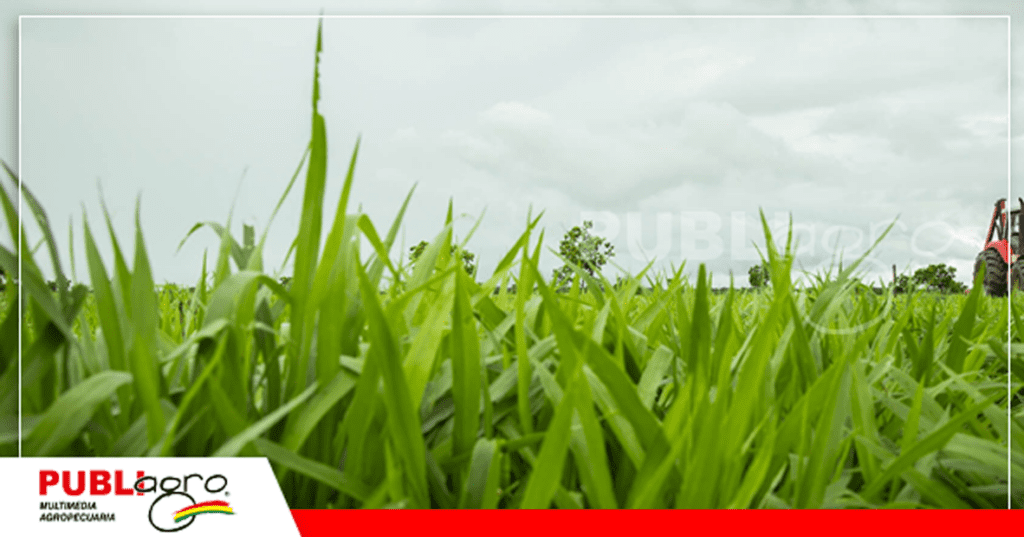 20 Las pasturas luego de las coexistencias de hibridos / Foto: Internet