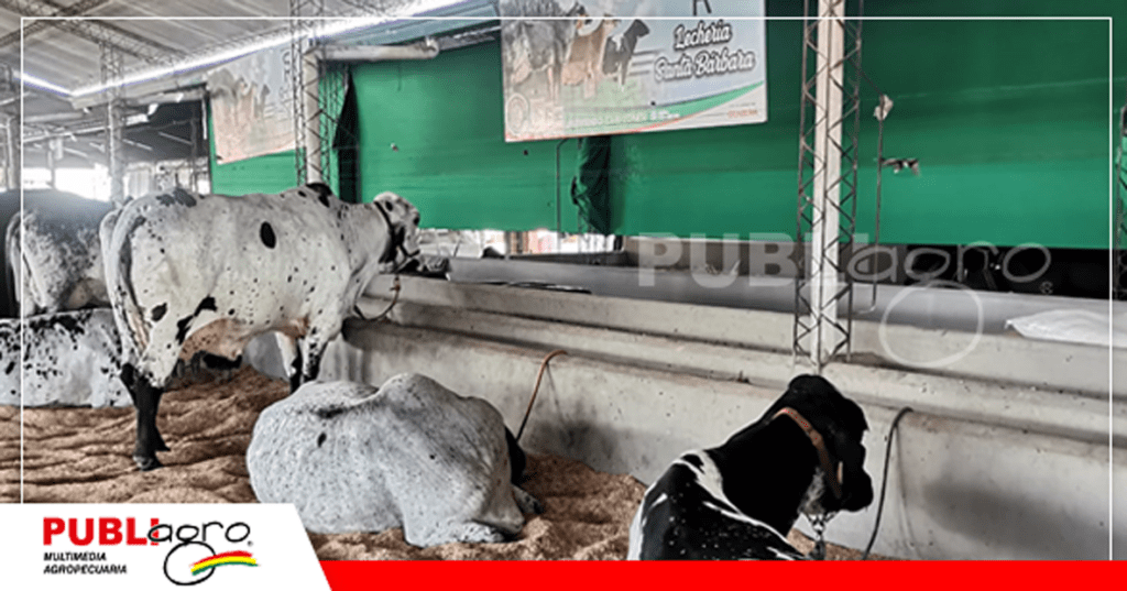 21 Los animales están en exhibición en Exponorte/ Foto: Publiagro