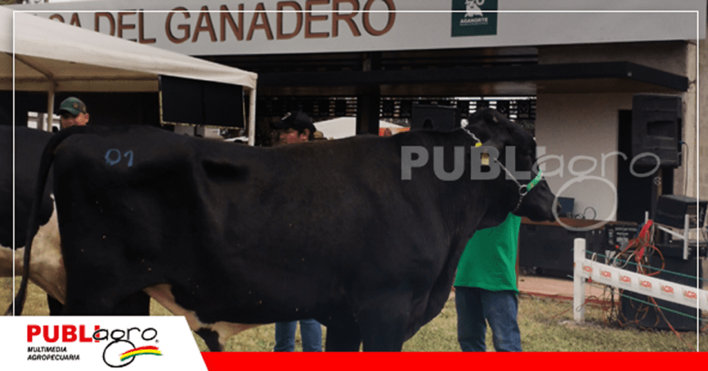 22 Alta calidad genética en el Shopping de Agropecuaria Las Maras / Foto: Publiagro