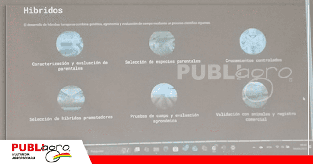 23 Desarrollo de Híbridos forrajeros combina, genética, agronomía y evolución de campos/ Foto: Publiagro