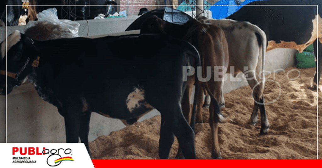24 Ejemplares de la hacienda Santa Barbara del Grupo Rojas/ Foto:Publiagro