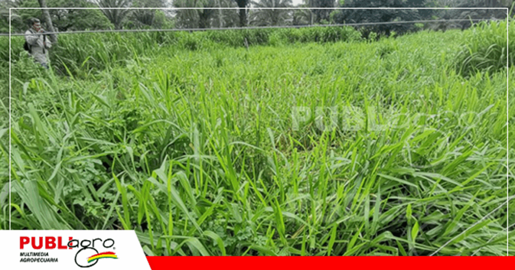 Manejo de pasturas nativas en la Hacienda Patiño/ Foto: Archivo Publiagro
