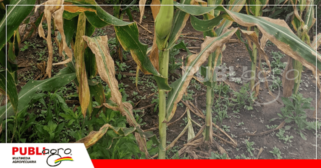 36 Parcelas con asociación de cultivos/ Foto: Publiagro