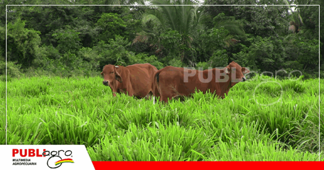 Ganado Sindi en el rancho La Esmeralda/ Foto: Publiagro