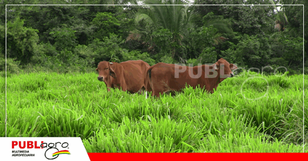 4 Ganado Sindi en el rancho La Esmeralda/ Foto: Publiagro
