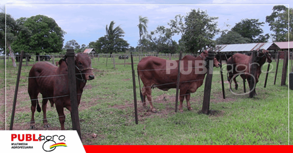 Animales Sindi/ Foto: Publiagro