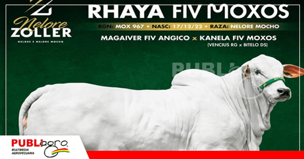 Rhaya es producción de la Cabaña Moxos/ Foto: Enrique Muñoz