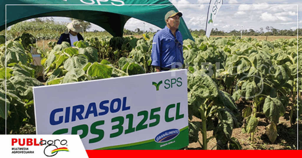 9 Demostraciones con el girasol SPS 3125/ Foto: Publiagro