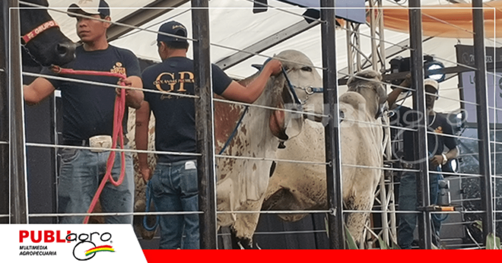 9 El remate Girolandas Premium tubo animales de alta calidad genética láctea / Foto: Publiagro