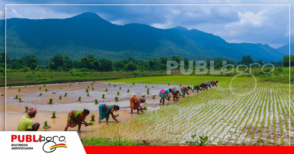 1 India lidera la producción mundial de arroz / Foto: Internet