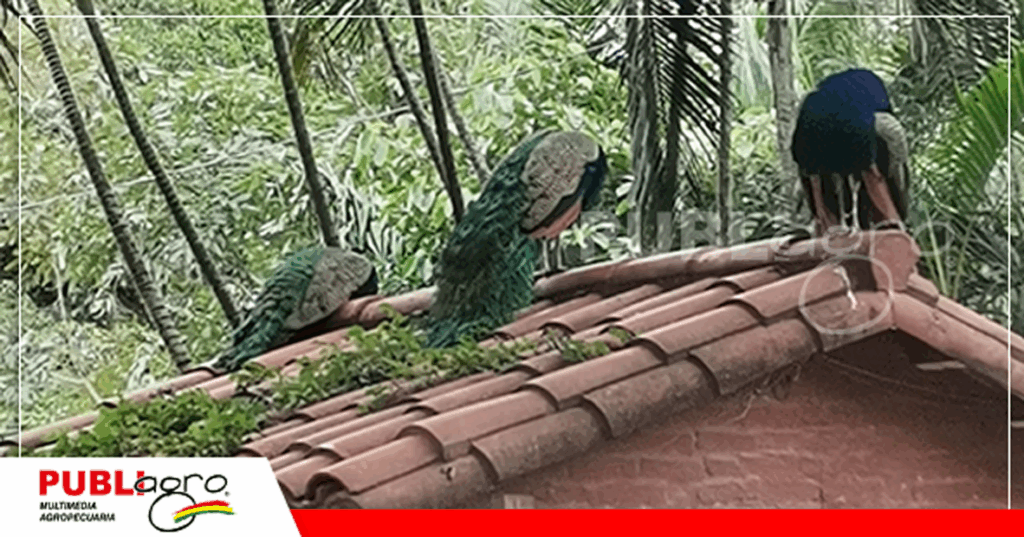 También crían pavos reales y avestruces/ Foto:Publiagro