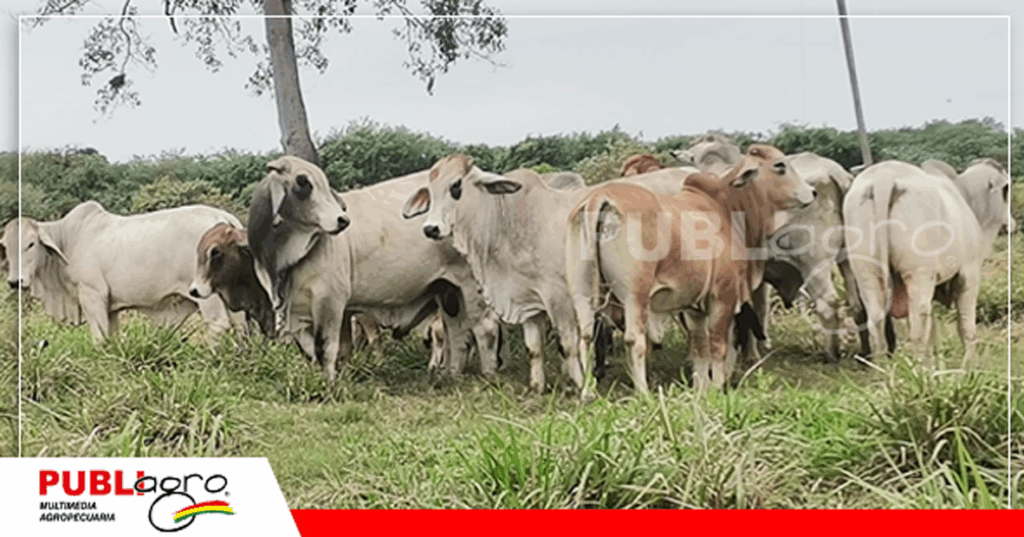 Ganado criado a campo en época de abundante pasto/ Foto: Publiagro
