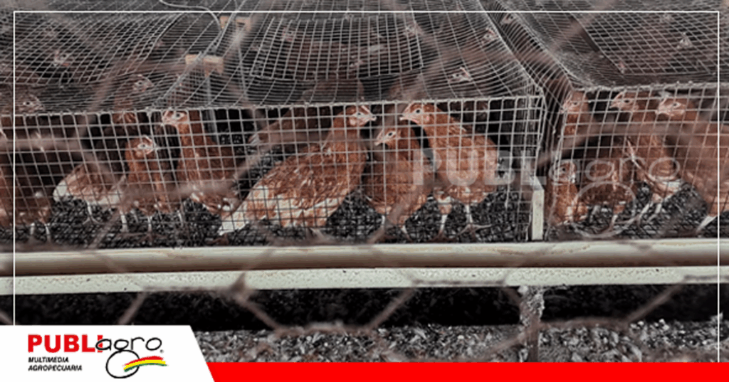 Gallinas ponedoras/ Foto: Publiagro