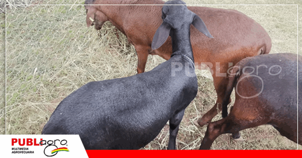 Cría de ovinos en la hacienda MH/ Foto: Publiagro