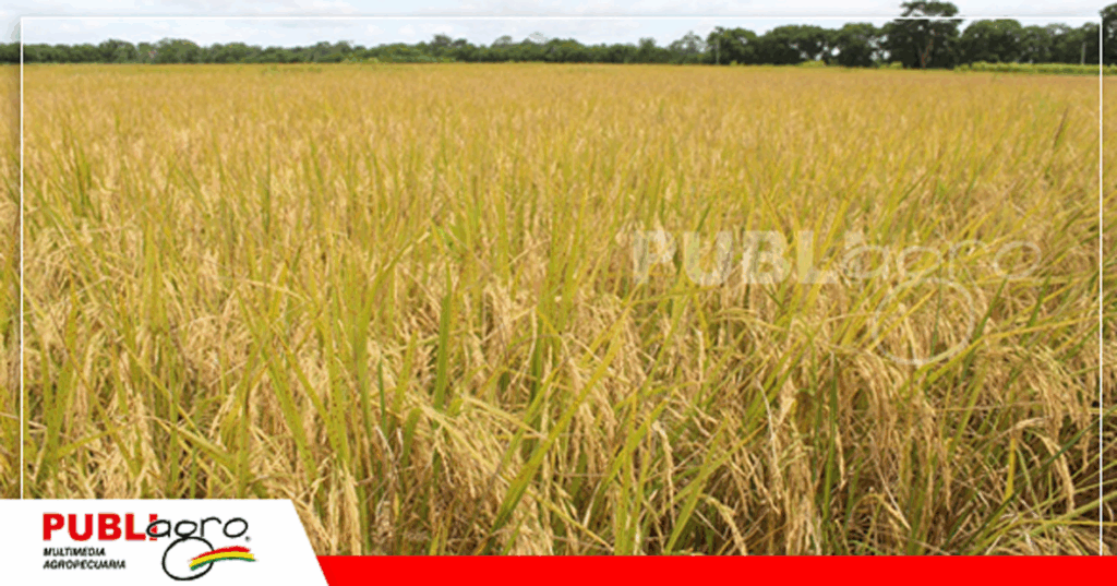 Foto: Publiagro