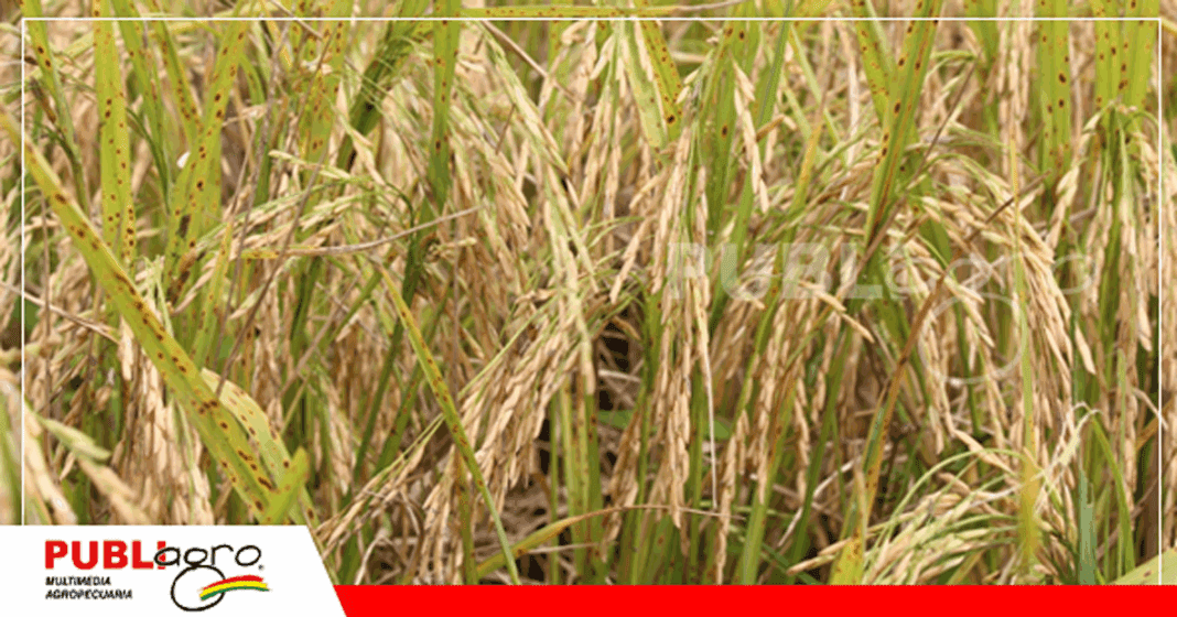 Foto: Publiagro